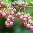 100 plantes de Graines de Lily Blanc de la Vallée Graines de Muguet-1