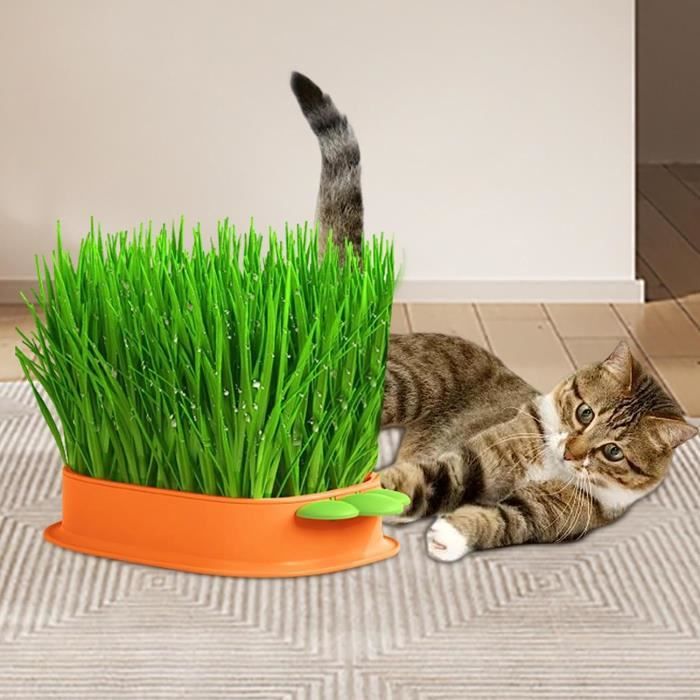 Boîte de plantation hydroponique d'herbe de chat, Kit de culture d