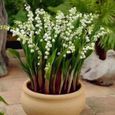 100 plantes de Graines de Lily Blanc de la Vallée Graines de Muguet-2
