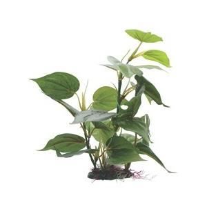 Plante Anubia 30 cm - Fluval