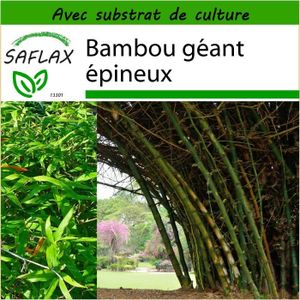 Oldhorse 100pcs graines de bambou colorées Bonsaï plantation de décoration de jardin Graines 