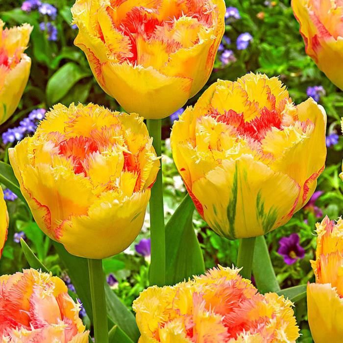 Fleurs Violet Vif Avec De Leau Dans Le Cœur Et De Gouttes