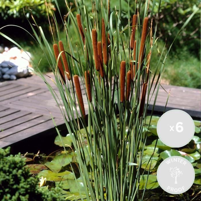 6x Typha latifolia - Scirpe - Plante de bassin - Rustique - D9 cm - H15-25 cm