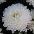 100pcs graines de chrysanthème blanc-2