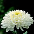100pcs graines de chrysanthème blanc-3