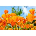 150 Graines de Pavot de Californie- fleurs mellifères - semences paysannes-0