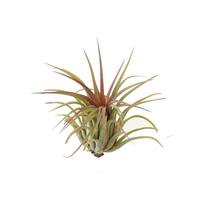 Tillandsia Juncifolia de DIXIE STORE, vraie plante aérienne sans racines  environ de 12 cm de hauteur, non-toxic pour chats et chiens