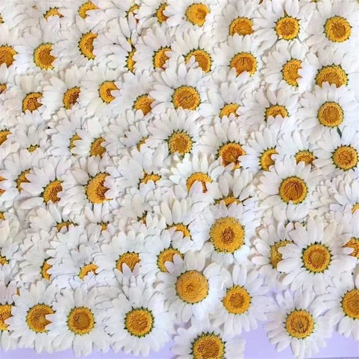Lot De 60 Pensées Séchées Pressées Tricolores - Fleurs Naturelles Pour Bijoux, Scrapbooking, Cartes Et Décoration