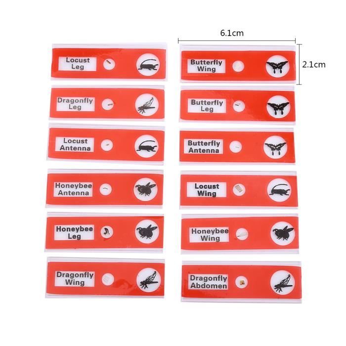 Boîte En Bois Pour Lames De Microscope - Capacité 50 Lames - 23x10.6x3.5cm - Range Spécimens Biologiques