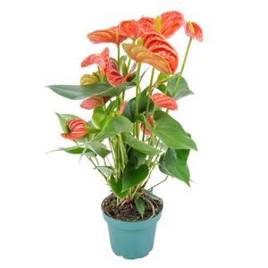 PLANTE POUSSÉE Anthurium 'Aristo' Orange - Plante Flamant Rose - Entretien Facile - D12 cm - H30-40 cm