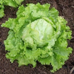 250 Graines de Laitue Romaine - légumes ancien salade - méthode BIO -  Cdiscount Jardin