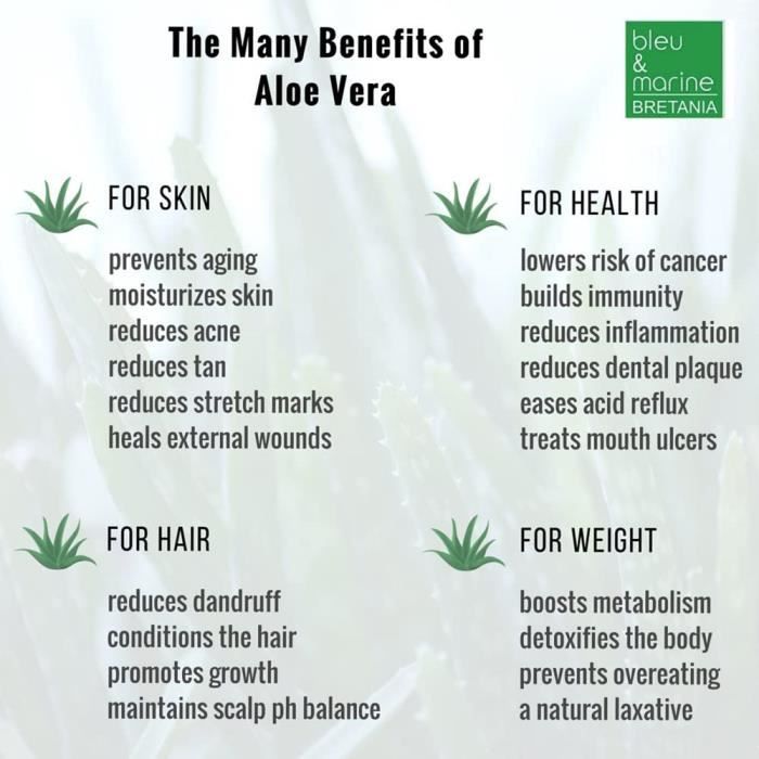 kann man aloe vera bltter essen Aloe vera Blatt frisch frisch geliefert