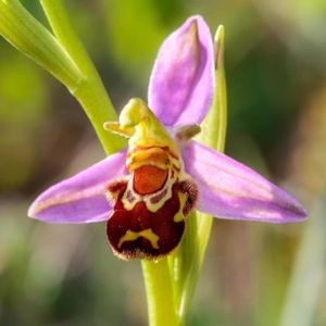 RWS Orchid visage de singe rouge - orchidée visage singe rouge - 20 graines  : : Jardin