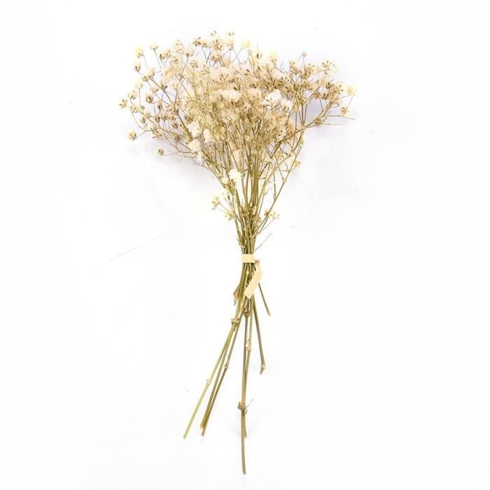 Véritable fleur heureuse petites fleurs séchées naturelles Bouquet fleurs sèches presse Mini photographie décorative Pho ES1479