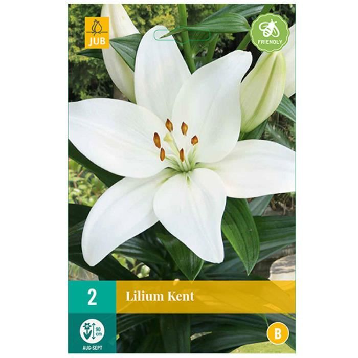 Lilium Kent - Fleurs - Non Comestible - Fleur Blanche