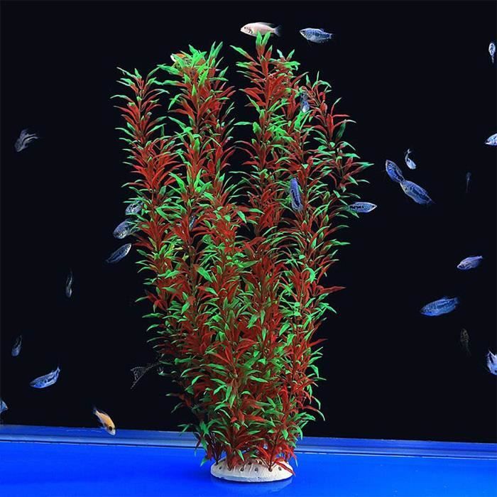Plantes Bucephalandra Plante d'aquarium vivante -  France
