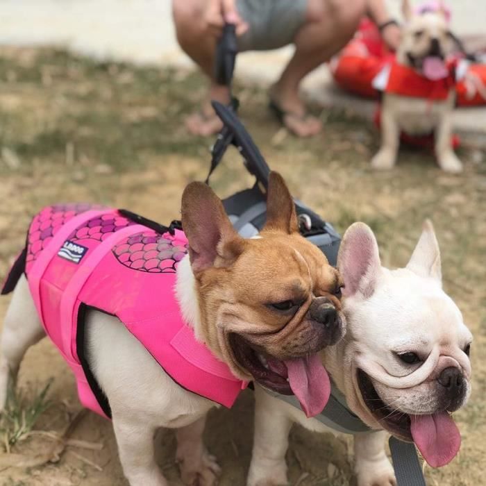 Gilet De Sauvetage Pour Chien Gilet De Sauvetage Pour Chien Gilet De Sauvetage Pour Bouledogue Francais M Sirene u999 Cdiscount