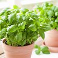 Plant Basilic Grand Vert en Pot 1,5L-0