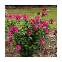 Hibiscus syriacus Magenta Chiffon® 'Rwoods5' - Petit arbuste rouge à floraison estivale