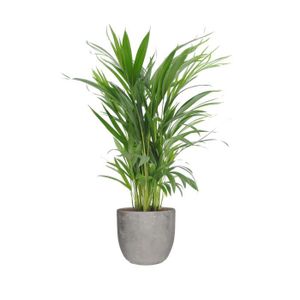 PLANTE POUSSÉE Plante d'intérieur – palmier d'Arec en pot Céramique gris 'MICA' comme un ensemble – Hauteur: 65 cm X1E7