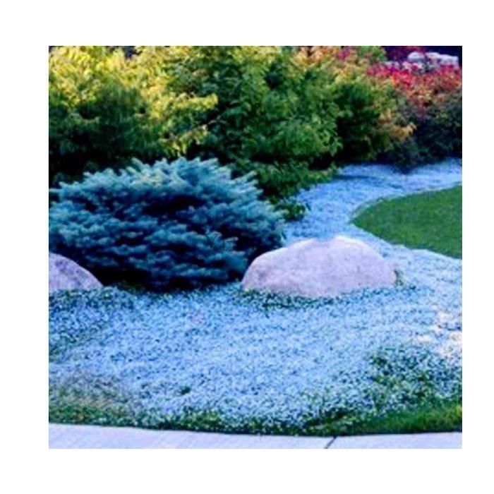 Graines De Cresson Vivace De Jardin - Sachet 5 G - Légume Feuille Ancien - Les Graines Bocquet (producteur Français Depuis 1896) - 14