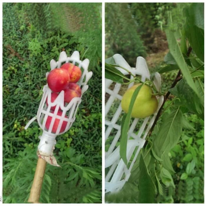 Cueillir le fruit blanc Cueillir le fruit blanc