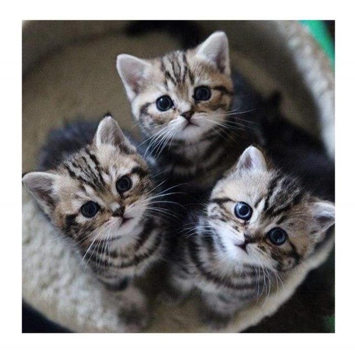 Diy 5d Broderie Diamant Kit Chat Papillon 5d Diamond Painting 5d Diy Diamant Peinture E 30x30cm Cdiscount Maison Diy 5d Broderie Diamant Kit Chat Papillon 5d Diamond Painting 5d Diy Diamant Peinture E 30x30cm Cdiscount Maison