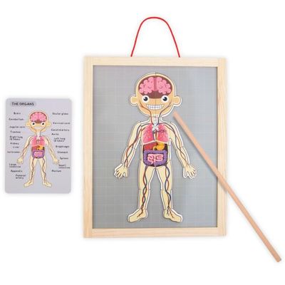 Mamabrum Apprentissage Anatomique Puzzle Magnétique Anatomie Corps Humain - Tableau Éducatif Mamabrum Apprentissage Anatomique Puzzle Magnétique Anatomie Corps Humain - Tableau Éducatif