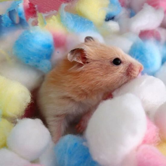Jouet,Couleur coton naturel Hamster fournitures hiver chaud longue agrafe  coton froid boule de coton mignon Hamster Cage #D - Cdiscount