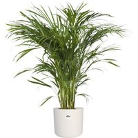 Plante d'intérieur – Palmiste multipliant en pot de fleur blanc cylindrique comme un ensemble – Hauteur: 90 cm X8FA