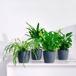 PLANTE POUSSÉE Mix 4 plantes purificatrices d'air avec cache-pots | Areca, Chlorophytum, Asplenium, Spathiphyllum | Plantes d'interieur tropicales