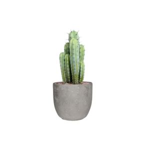PLANTE POUSSÉE Cactus et plante grasse – Chandelle bleue – Hauteur: 50 cm X592