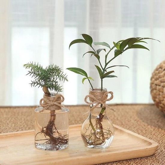 POT DE FLEUR,C--Vase à jacinthe en verre Transparent, bouteille de plantes  à fleurs, ornements de jardin, décoration de bureau, Pots - Cdiscount Jardin