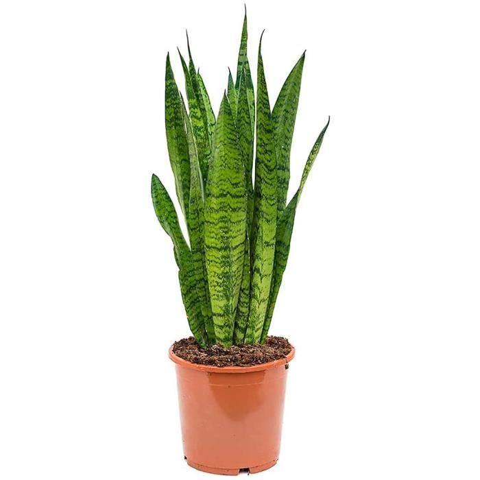 Sansevieria zeylanica - langue de belle-mère - plantes d'intérieur - h. 50-70 cm - p. 17 cm Sansevieria zeylanica - langue de belle-mère - plantes d'intérieur - h. 50-70 cm - p. 17 cm