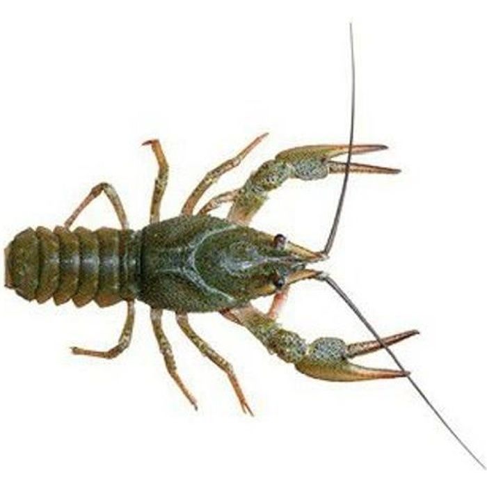 Écrevisse le lot de 1 kg (Astacus leptodactylus)