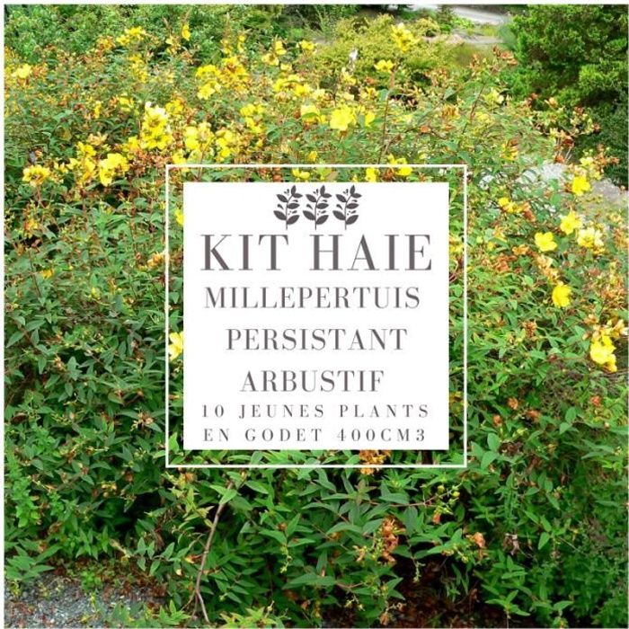Kit Haie Basse Millepertuis Persistant Arbustif (Hypericum Hidcote) - Haie en Kit - 10 Jeunes Plants