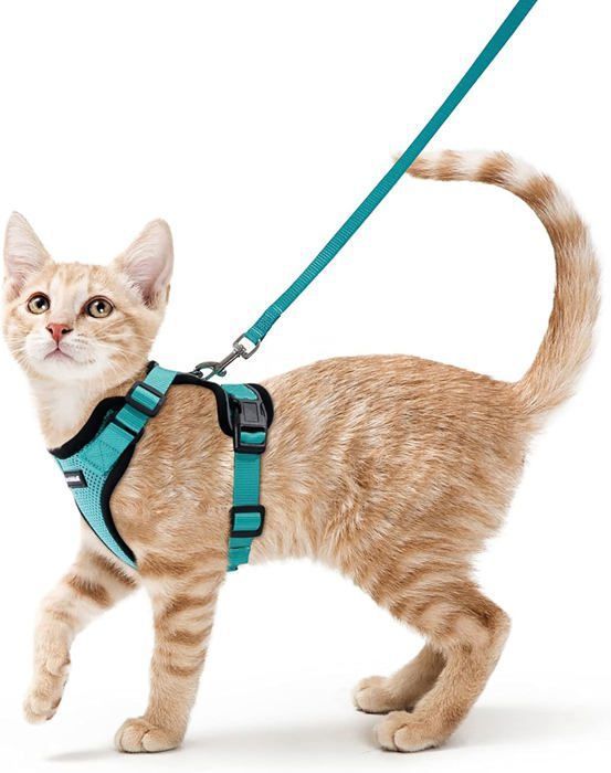 Harnais Chat Reglable Confortable Harnais Veste Pour Chat Reflechissant Avec Laisse Facile A Mettre Pour Chat Xs Vert Cdiscount