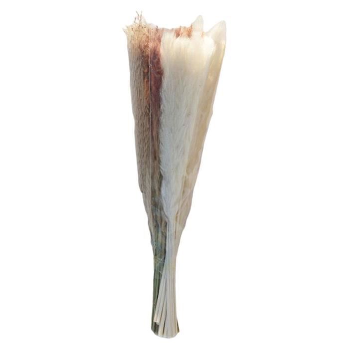Herbe de la pampa, branches de pompe d'herbe pompeuse séchées pour Vase  Arrangement de fleurs mariage cuisine décor à 60 - Cdiscount Maison