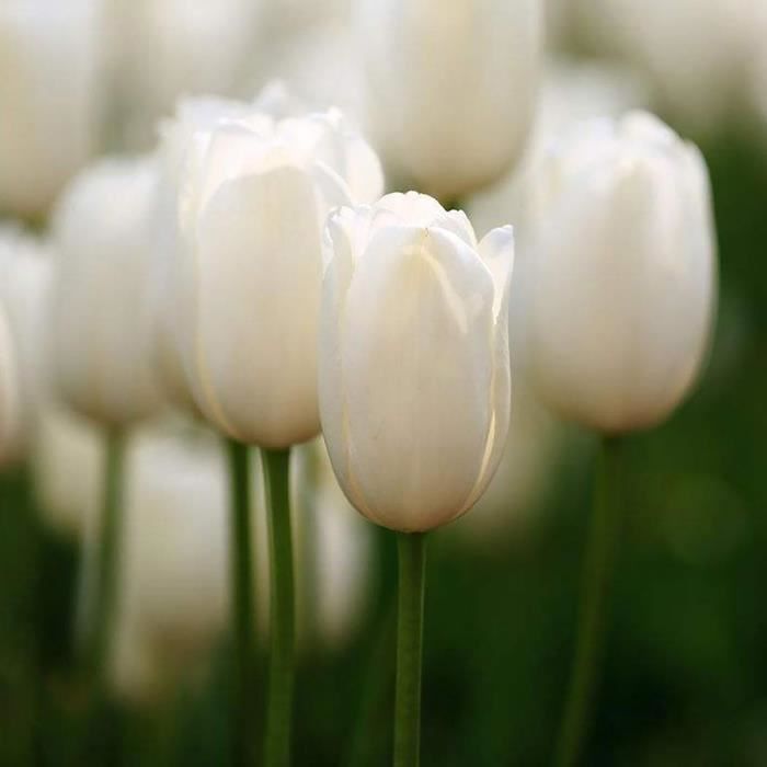 50pcs graines de tulipe -Blanc