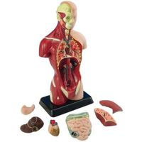 Jeu scientifique - Edu Science - Set Anatomie Corps Humain 27 cm 8 Pièces - Rose - Enfant - Multicolore