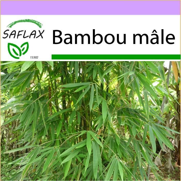 Bambou mâle Dendrocalamus strictus Kit de culture 50 graines SAFLAX 