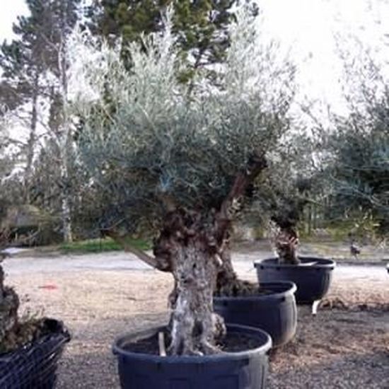 Hauteur 160-165cm Arbre fruitier Olea Europeana Olivier Pot /Ø 24cm