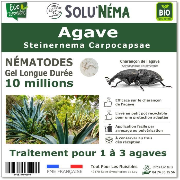 Nematodes Palmier Nématodes Contre Le Charançon Rouge Du Palmier Nematodes Palmier Nématodes Contre Le Charançon Rouge Du Palmier