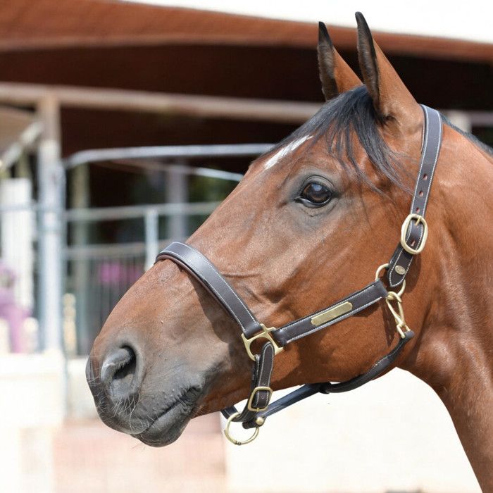 Brama West Licol River Pour Cheval – Simple, Rembourré Polaire, Marron – Boucles Chromées, Tailles Ajustables