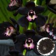 100 graines d’orchidée noire-0