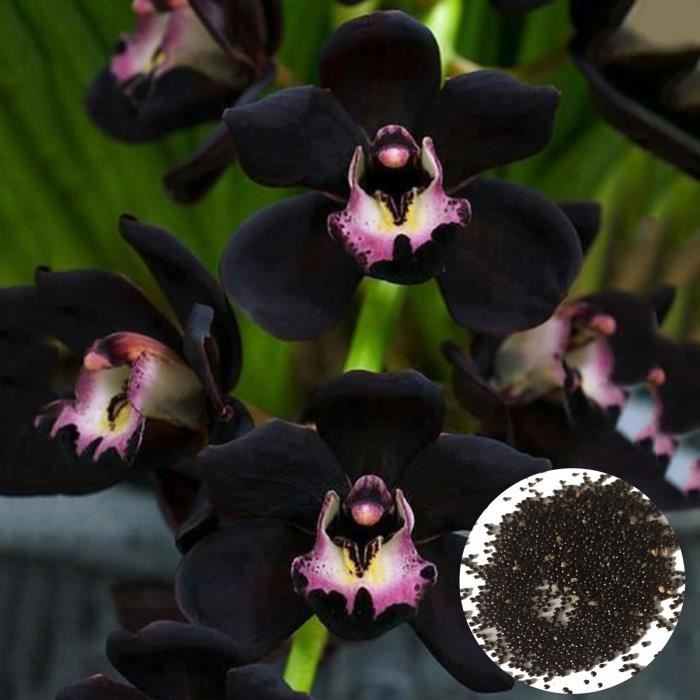 100 graines d’orchidée noire