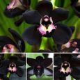 100 graines d’orchidée noire-1