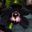 100 graines d’orchidée noire-2