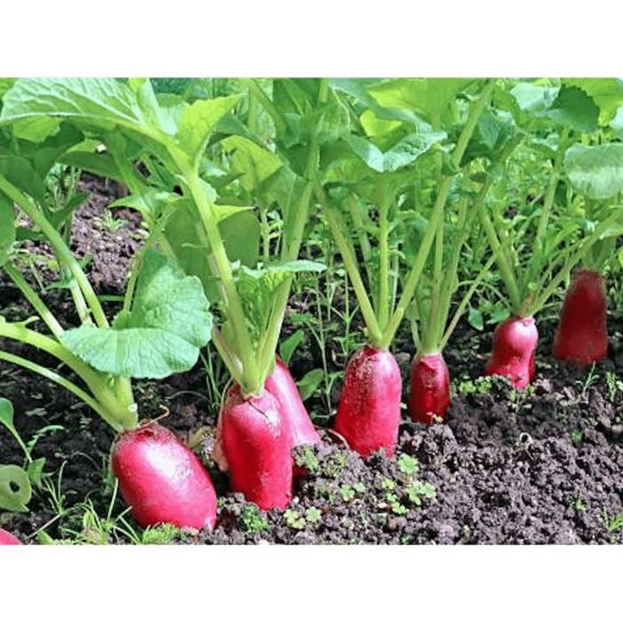 15 Graines De Patisson Blanc - Légumes Courges Jardin Potager