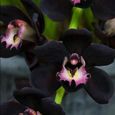 100 graines d’orchidée noire-3